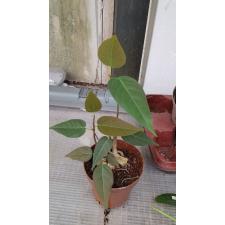Ficus sp.(T29) Brown leaf.