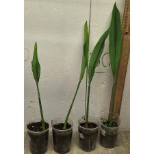 куркума  / curcuma 