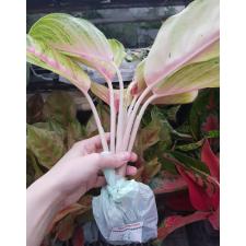 Aglaonema T6 (XL) Ruay Lab