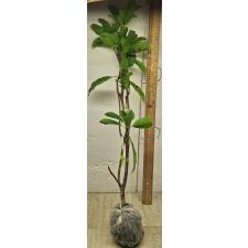 Манилкара запота "Гиганский фрукт" / Manilkara zapota 'Giant fruit' 176