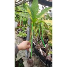 Gustavia gracillima (yellow variegated) 271/1