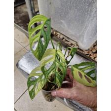 Monstera adansonii variegated yellow 
