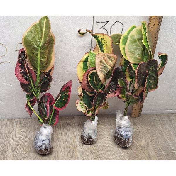 Codiaeum A13 Chom poo tha weep