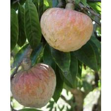 Rollinia deliciosa (seedling) - Annona reticulata 225/1