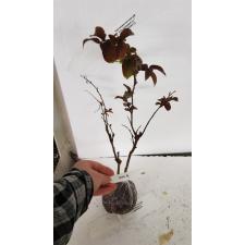 Lagerstroemia indica (pink flower and black leaf) 449