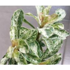 Adenium variegated 800р