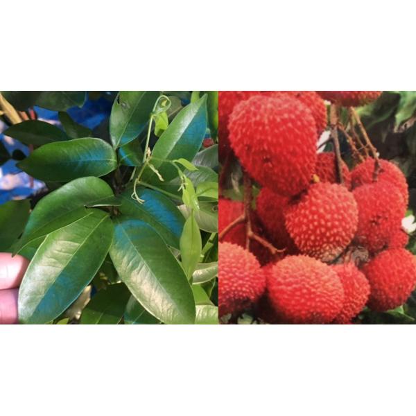 Litchi chinensis (fruit tree)