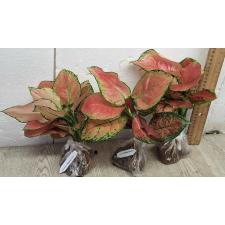 Аглаонема Аньямани Роза / Aglaonema Anyamane Rose A-14