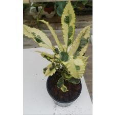 Codiaeum Tamara 1ствол 13 cm pot