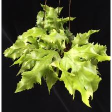 Drynaria sp.(T01)(wavy leaf) 120
