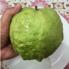 Psidium guajava 'Paen See Thong' (green leaf) 276