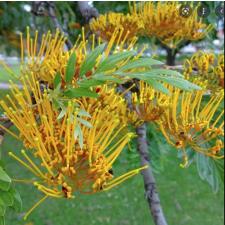 grevillea robusta 15 cm pot 
