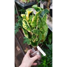 Codiaeum Sethee Roenthong. 85