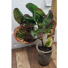 Кодиеум Сиам Лигер / Codiaeum A7 Siam Liger