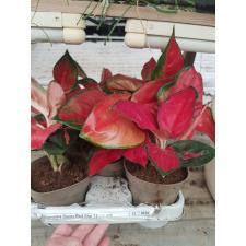 Aglaonema Super Red Star 12 cm pot