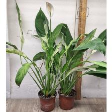 Спатифиллум сп. белая варегатность / Spathiphyllum sp white variegated (L)