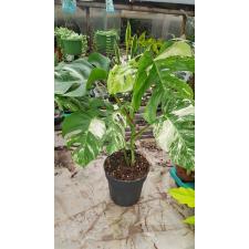 Monstera Delic. 'variegata' 19 cm pot