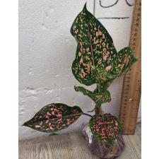 Аглаонема Руб голд галакси / Aglaonema rub gold galaxy A-91