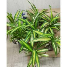 Chlorophytum sp. ‘Charlotte 20