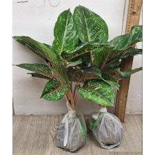 Аглаонема 10 Карат зелено-черный. / Aglaonema 10 Karat - green black A-3