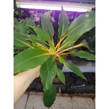 Chlorophytum Orchi. 'green Orange'