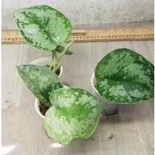 Scindapsus Pictus argyraeus 1+ leaves