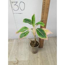 Aglaonema Aurora Pink pot