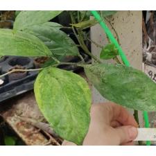 Elaeagnus latifolia 'Marble 321/1