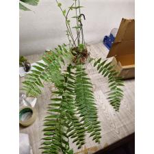 nephrolepis Cordifolia (thailand long) pot 1200р