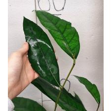 Ficus sp.(T19) Southern Thailand (S)