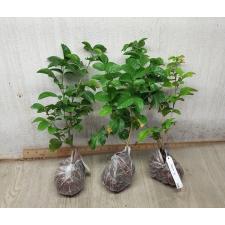 Murraya paniculata 'Himalayan' 324