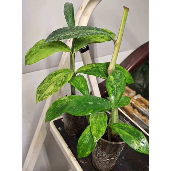 Zamioculcas zamiifolia variegated (big leaf)(yellow var) стакан