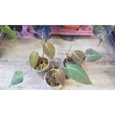Philodendron Scandens Micans pot 150p