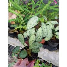 Ctenanthe Amagris деленка