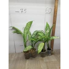 Dieffenbachia White Blizzard стакан S