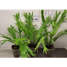 Асплениум нидус варегатная Япония. / Asplenium nidus variegated ex Japan 