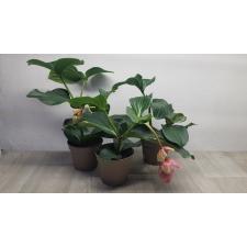 Medinilla 'candy' 14 cm pot