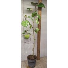 Гибискус липовидный вариегатный Триколор / Hibiscus tiliaceus variegated Tricolor