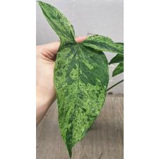 Syngonium podophyllum Mottled Mojito