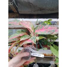 Aglaonema Treasure of Siam. 53 уценка