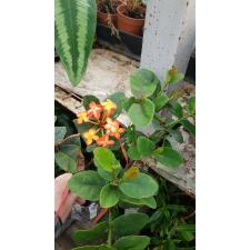 Ixora Bangkok Bicolor (orange and yellow 126/1