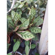 Calathea 'flamestar' pot 12 cm 550p