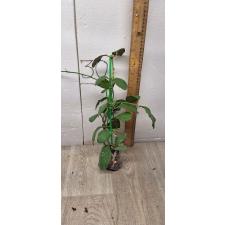 Hoya waymaniae No.2 (round leaf) (#235) 313