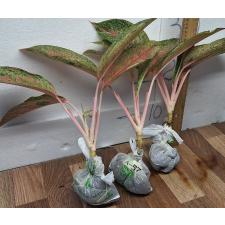 Аглаонема МонгколМани. / Aglaonema MongkolManee A-57