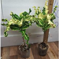 Кодиеум Ай я Рес / Codiaeum A2 Ai ya res