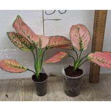 Аглаонема Камкун номер 2 / Aglaonema Kamkoon no.2 A-139