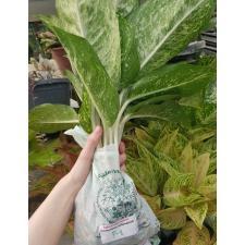 Aglaonema P-8 3 diamonds