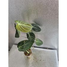 philodendron melanochrysum стакан 