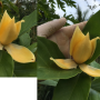 Magnolia liliifera x champaca (grafted).