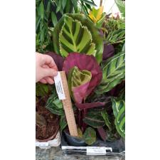 Calathea Roseopicta Var. Illustris  12 cm pot ps.06,10 